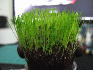 IMG_1310 IMG_1310